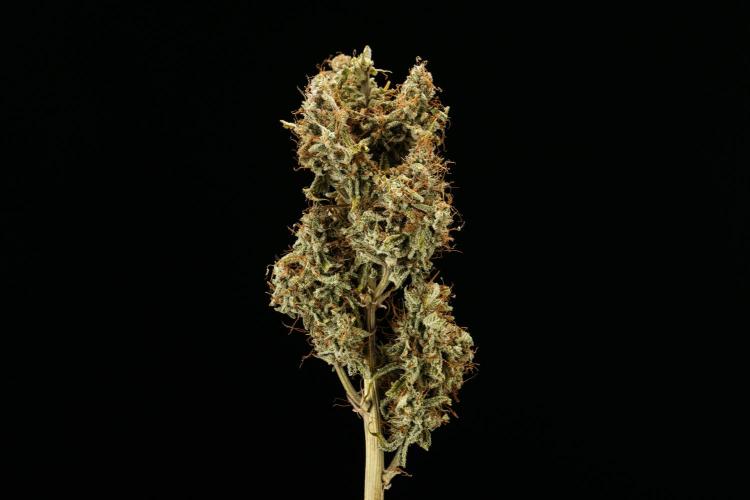 Tropicana Cookies Purple - Farm #21. Week 10 - Tropicana Cookies - Dry flower