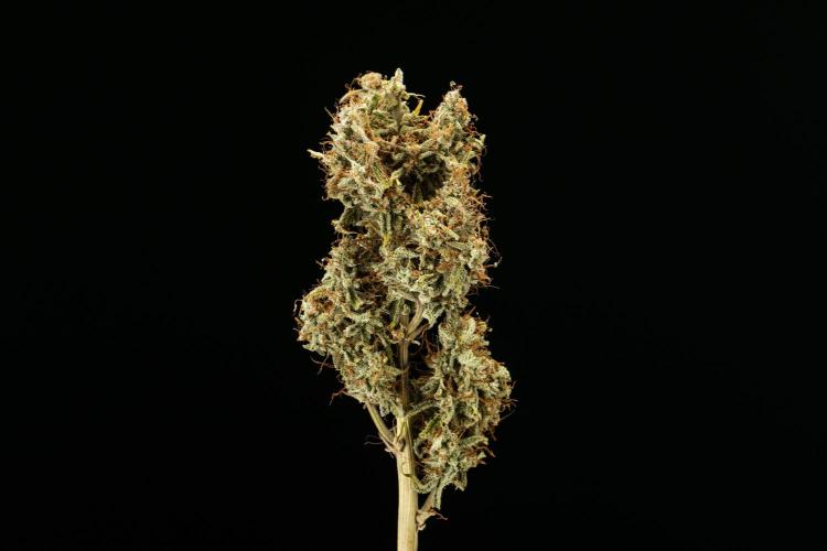 Tropicana Cookies Purple - Farm #21. Week 10 - Tropicana Cookies - Dry flower