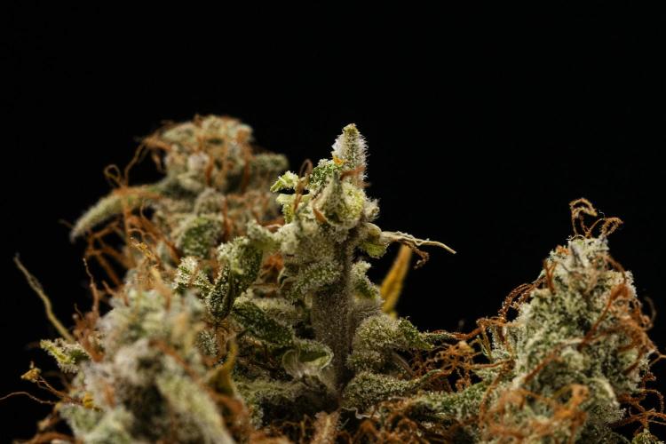 Tropicana Cookies Purple - Farm #21. Week 10 - Tropicana Cookies - Dry flower