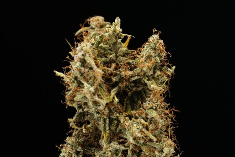 Tropicana Cookies Purple - Farm #21. Week 10 - Tropicana Cookies - Dry flower
