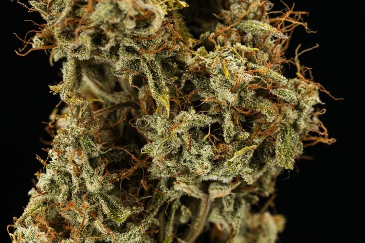 Tropicana Cookies Purple - Farm #21. Week 10 - Tropicana Cookies - Dry flower