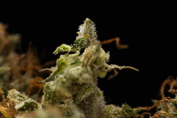 Royal Queen Seeds - Tropicana Cookies Purple Auto door ButterfliesLittleFarm