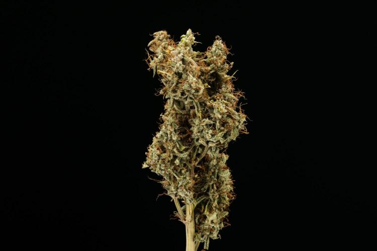 Tropicana Cookies Purple - Farm #21. Week 10 - Tropicana Cookies - Dry flower