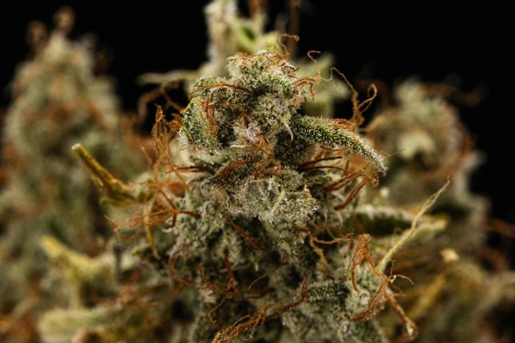 Tropicana Cookies Purple - Farm #21. Week 10 - Tropicana Cookies - Dry flower