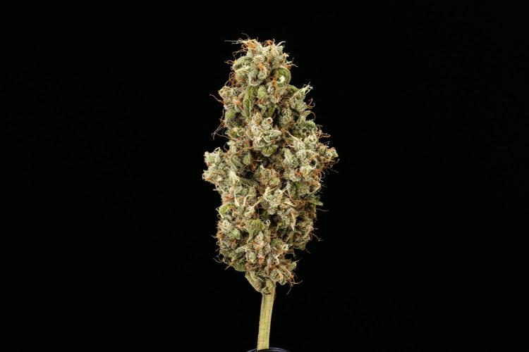 Sticky Queen - Farm #21. Week 9 - Sticky Queen - Dry flower