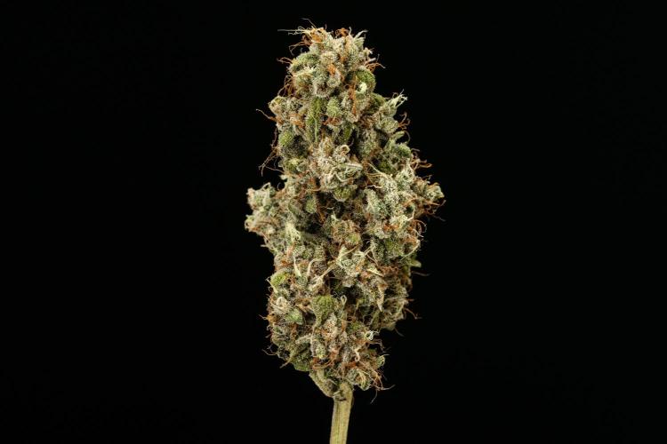 Sticky Queen - Farm #21. Week 9 - Sticky Queen - Dry flower