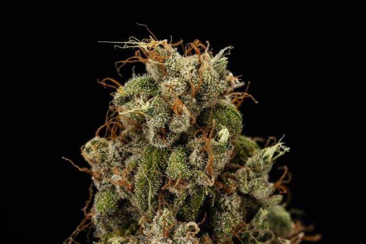 Sticky Queen - Farm #21. Week 9 - Sticky Queen - Dry flower
