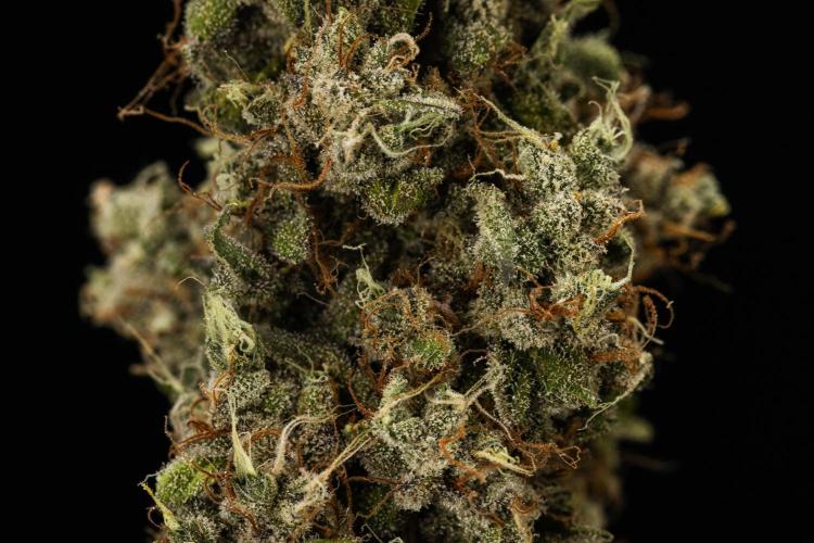 Sticky Queen - Farm #21. Week 9 - Sticky Queen - Dry flower
