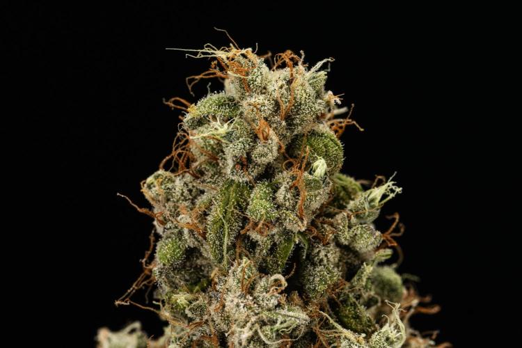 Sticky Queen Auto. Week 9