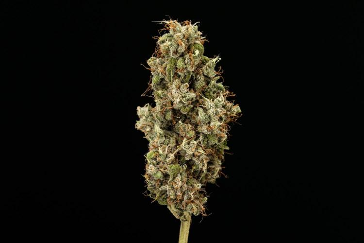 Sticky Queen - Farm #21. Week 9 - Sticky Queen - Dry flower