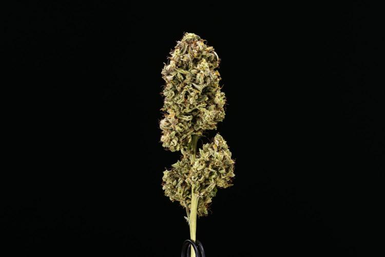 Royal Creamatic - Farm #21. Week 10 - Royal Creamatic - Dry flower