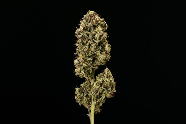 Royal Creamatic - Farm #21. Week 10 - Royal Creamatic - Dry flower