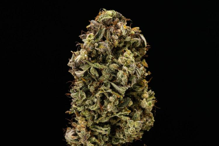 Royal Creamatic - Farm #21. Week 10 - Royal Creamatic - Dry flower