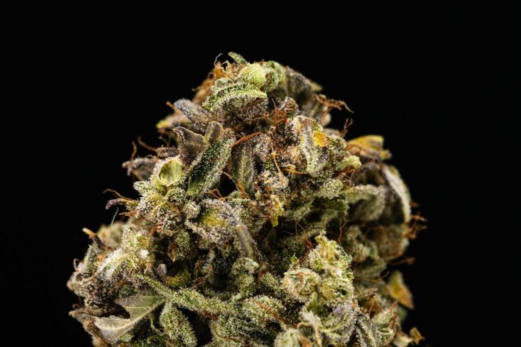 Royal Creamatic - Farm #21. Week 10 - Royal Creamatic - Dry flower