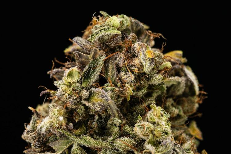 Royal Creamatic - Farm #21. Week 10 - Royal Creamatic - Dry flower