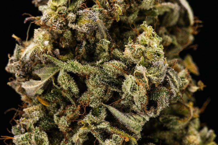 Royal Creamatic - Farm #21. Week 10 - Royal Creamatic - Dry flower