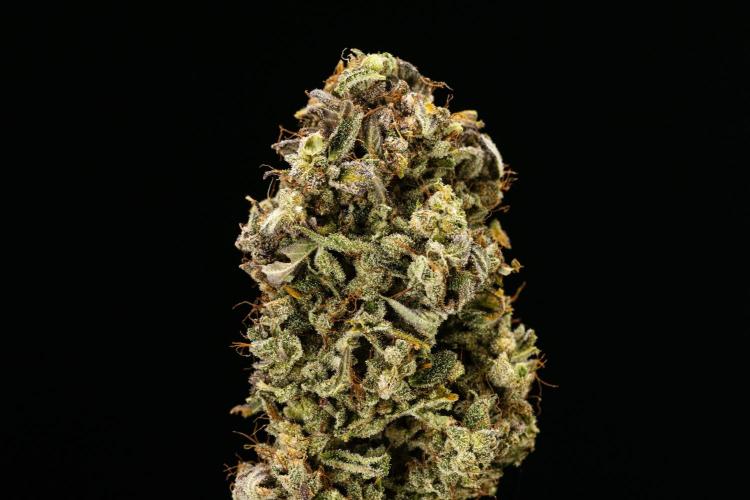Royal Creamatic - Farm #21. Week 10 - Royal Creamatic - Dry flower