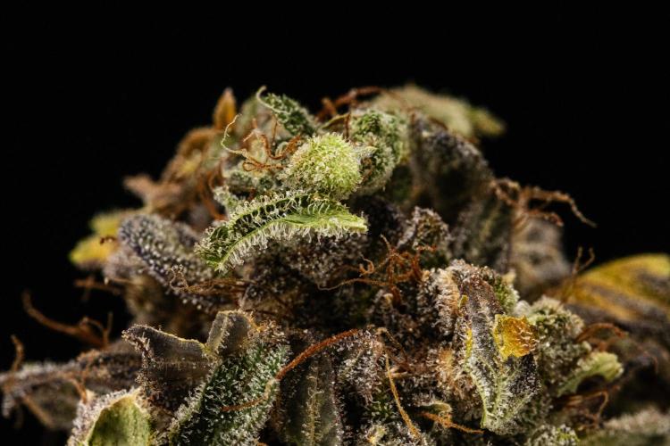 Royal Creamatic. Week 10