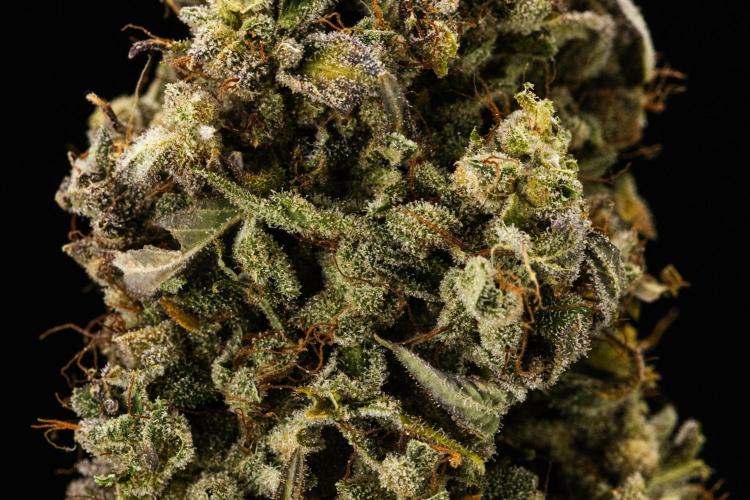 Royal Creamatic. Week 10