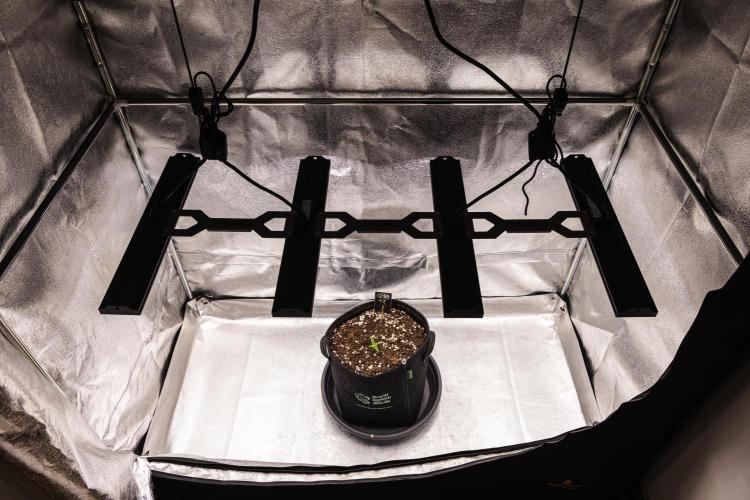 Royal Cheese - Farm #22. Week 1 - Royal Cheese - Day 1.