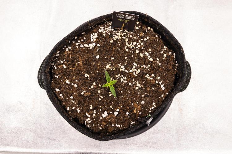 Royal Cheese - Farm #22. Week 1 - Royal Cheese - Day 1.