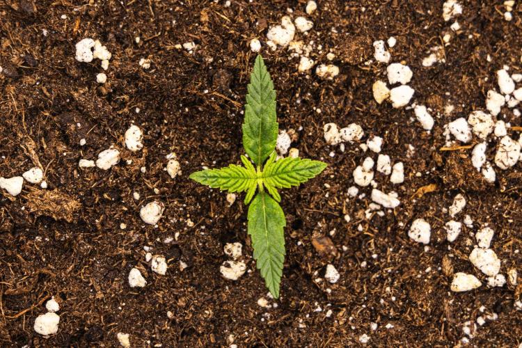 Royal Cheese - Farm #22. Week 1 - Royal Cheese - Day 1.