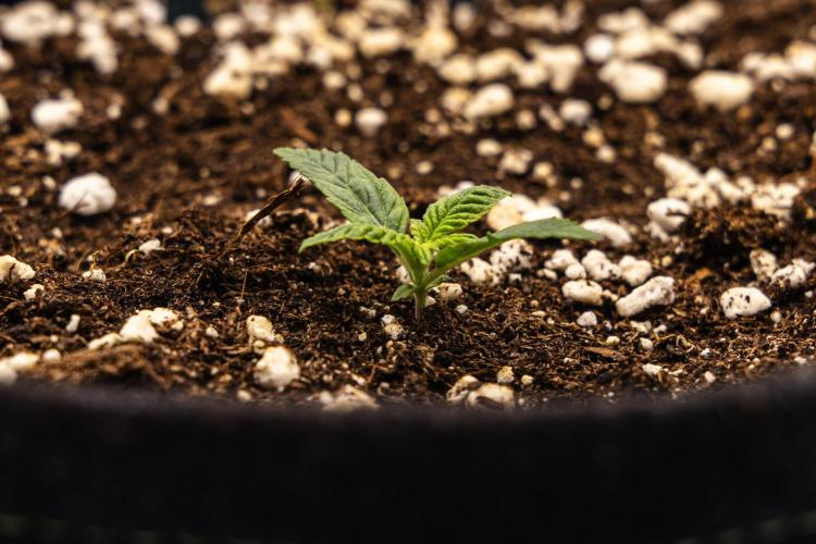 Royal Cheese - Farm #22. Week 1 - Royal Cheese - Day 1.