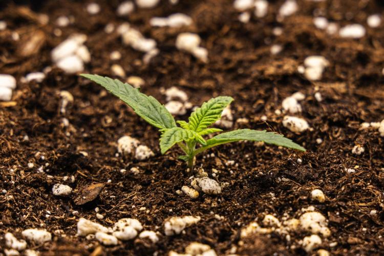 Royal Cheese - Farm #22. Week 1 - Royal Cheese - Day 1.
