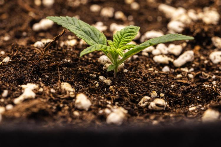 Royal Cheese - Farm #22. Week 1 - Royal Cheese - Day 1.