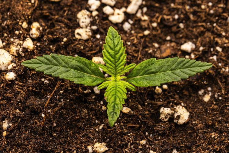 Royal Cheese - Farm #22. Week 1 - Royal Cheese - Day 1.
