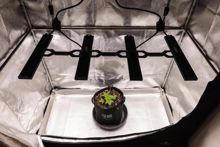 Royal Cheese - Farm #22. Week 1 - Royal Cheese - Day 7.