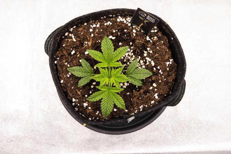 Royal Cheese - Farm #22. Week 1 - Royal Cheese - Day 7.