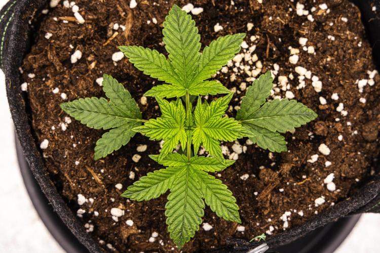 Royal Cheese - Farm #22. Week 1 - Royal Cheese - Day 7.