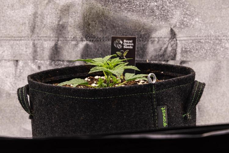 Royal Cheese - Farm #22. Week 1 - Royal Cheese - Day 7.