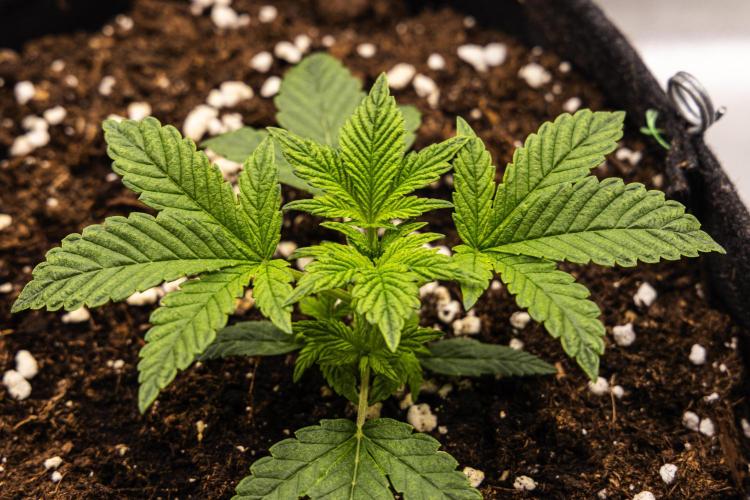 Royal Cheese - Farm #22. Week 1 - Royal Cheese - Day 7.