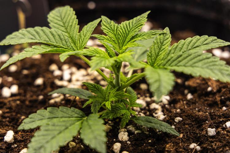 Royal Cheese - Farm #22. Week 1 - Royal Cheese - Day 7.