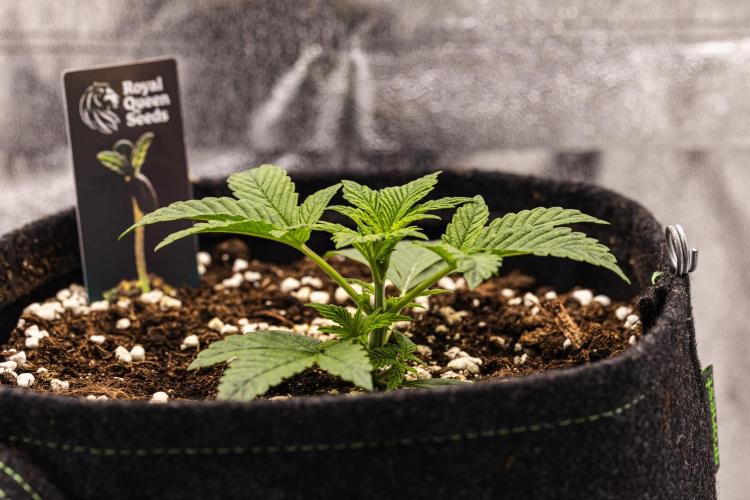 Royal Cheese - Farm #22. Week 1 - Royal Cheese - Day 7.