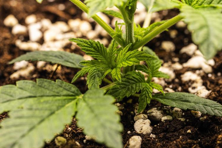 Royal Cheese - Farm #22. Week 1 - Royal Cheese - Day 7.