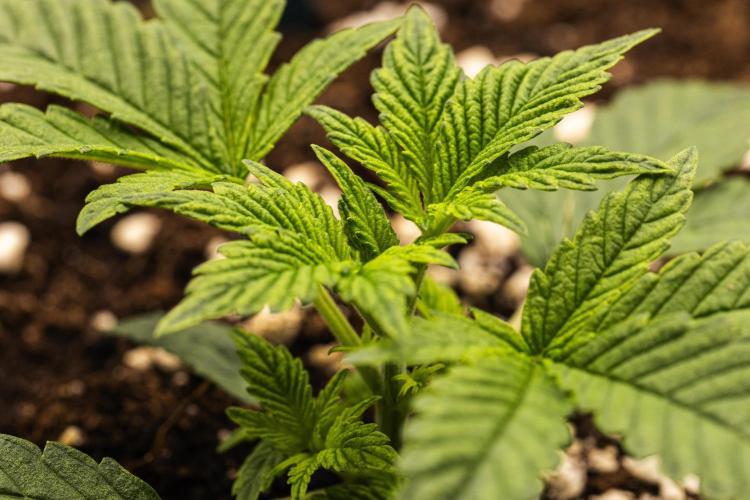 Royal Cheese - Farm #22. Week 1 - Royal Cheese - Day 7.
