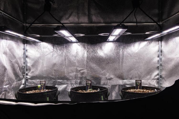 Mexican Rush - Farm #22. Week 1 - Butterflies Little Farm - Week 1.