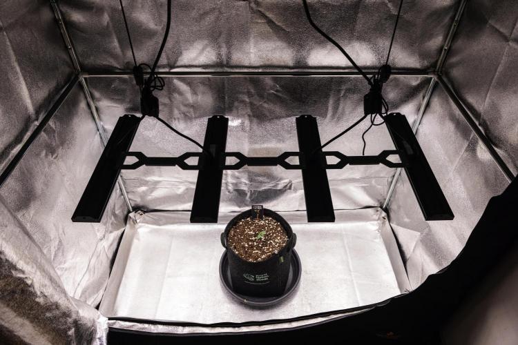 Mexican Rush - Farm #22. Week 1 - Mexican Rush - Day 1.