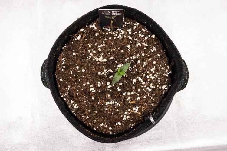 Mexican Rush - Farm #22. Week 1 - Mexican Rush - Day 1.