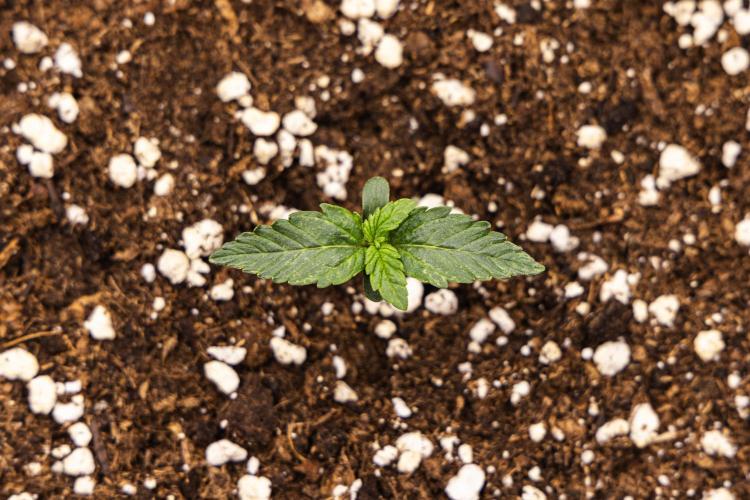 Mexican Rush - Farm #22. Week 1 - Mexican Rush - Day 1.