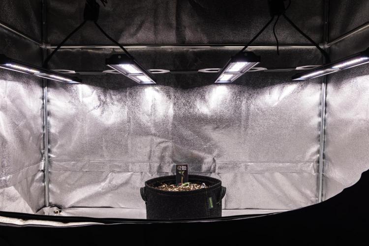 Mexican Rush - Farm #22. Week 1 - Mexican Rush - Day 1.