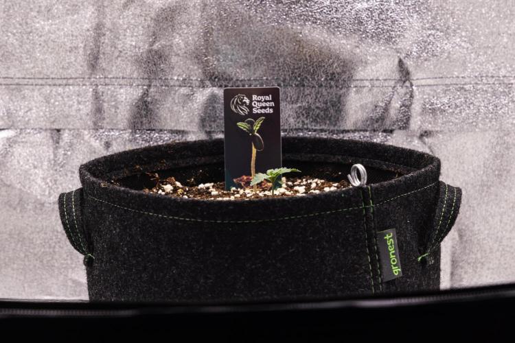 Mexican Rush - Farm #22. Week 1 - Mexican Rush - Day 1.