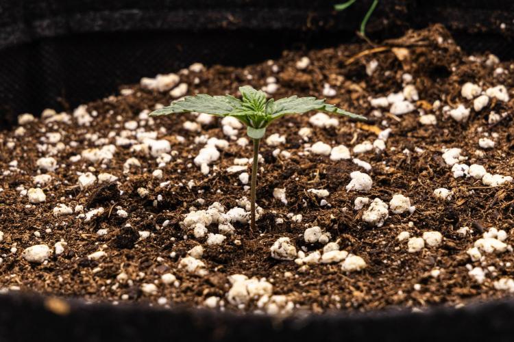 Mexican Rush - Farm #22. Week 1 - Mexican Rush - Day 1.