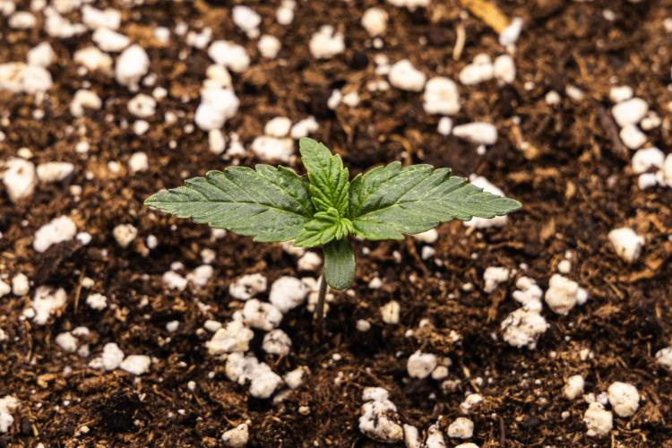 Mexican Rush - Farm #22. Week 1 - Mexican Rush - Day 1.