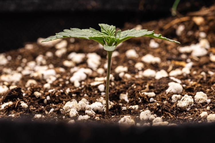 Mexican Rush - Farm #22. Week 1 - Mexican Rush - Day 1.