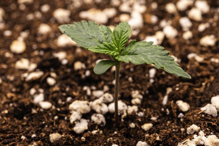 Mexican Rush - Farm #22. Week 1 - Mexican Rush - Day 1.