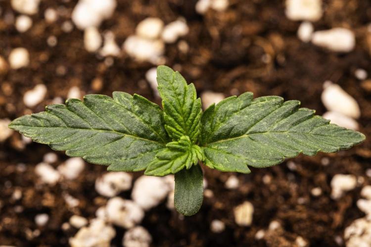 Mexican Rush - Farm #22. Week 1 - Mexican Rush - Day 1.